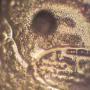 thumb_masaru-emoto-krystal-vody-kontaminovano.jpg