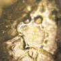 thumb_masaru-emoto-krystal-vody-pred-modlitbou.jpg